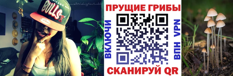 Купить где  Менделеевск  Псилоцибиновые грибы Cubensis 